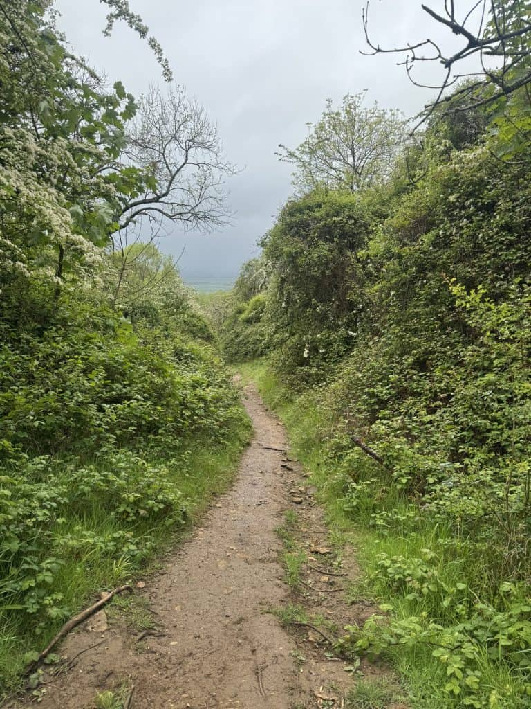 Muddy section of the Cotswold Way winding between dense green hedges and spring foliage on Day Two of the walk. The narrow trail descends toward distant countryside beneath a dark, overcast sky.